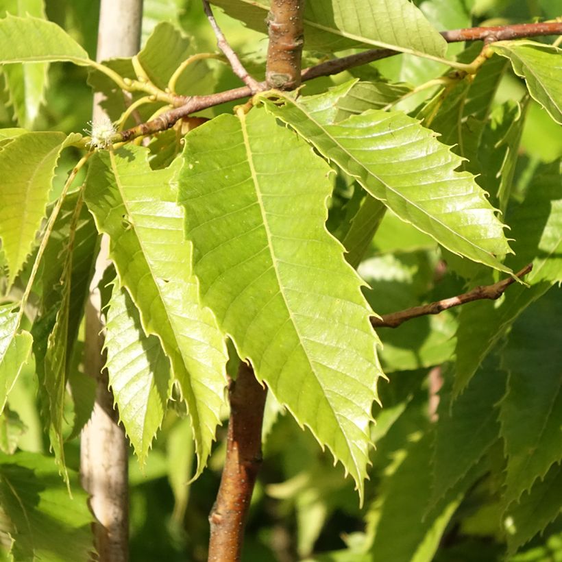Châtaignier Marigoule - Castanea sativa (Foliage)