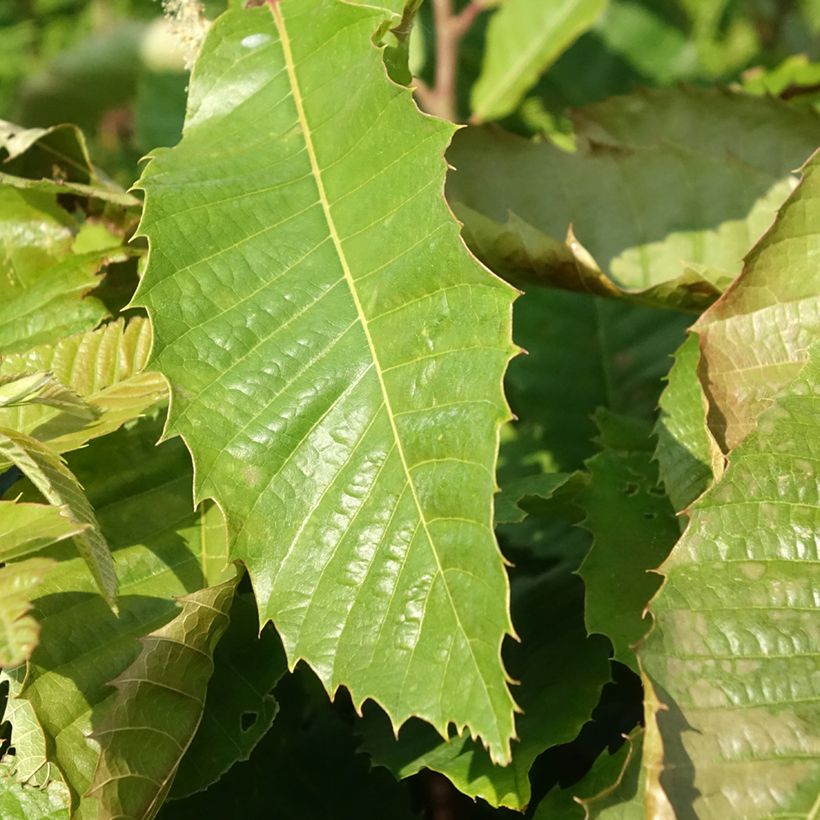 Châtaignier Marsol (In Vitro) - Castanea sativa (Foliage)