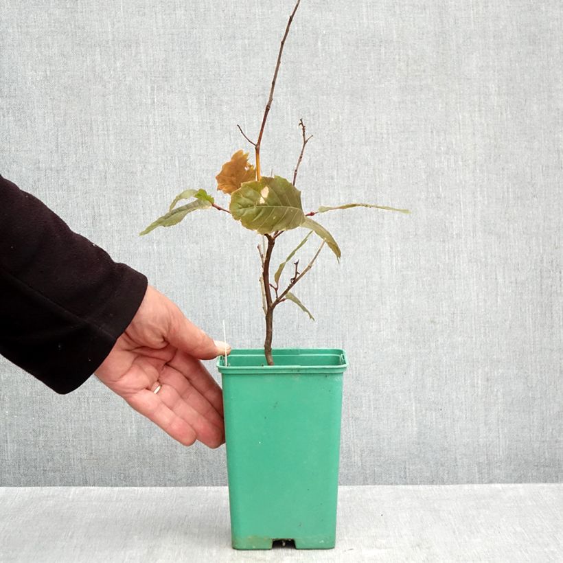 Spécimen de Châtaignier Marsol (In Vitro) - Castanea sativa Pot de 2L/3L tel que livré en automne