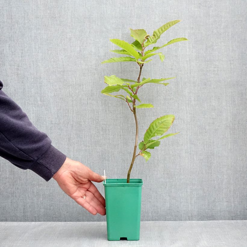 Example of Châtaignier Marsol (In Vitro) - Castanea sativa Pot de 2L/3L as you get in printemps