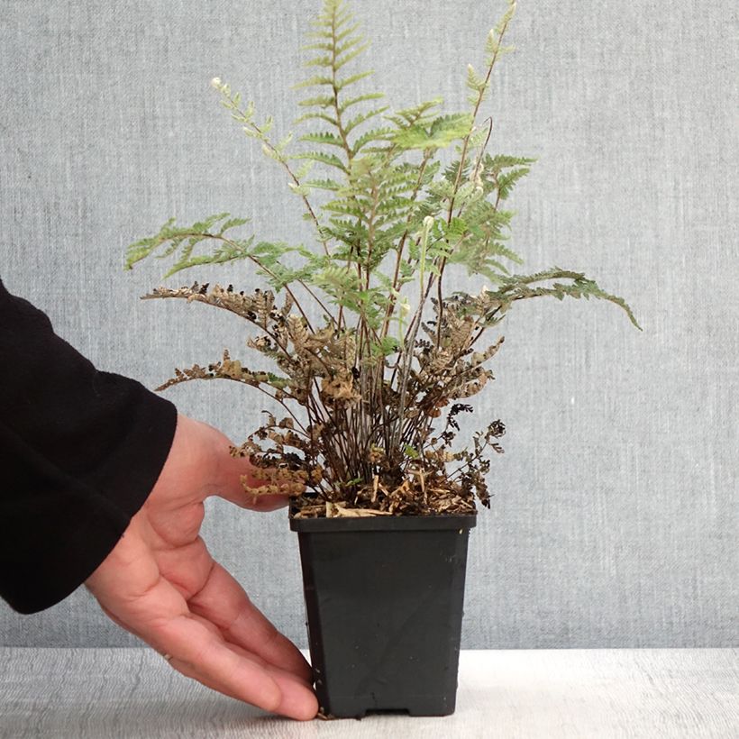 Example of Cheilanthes lanosa Cimbra - Fougère Godet de 8/9 cm as you get in printemps