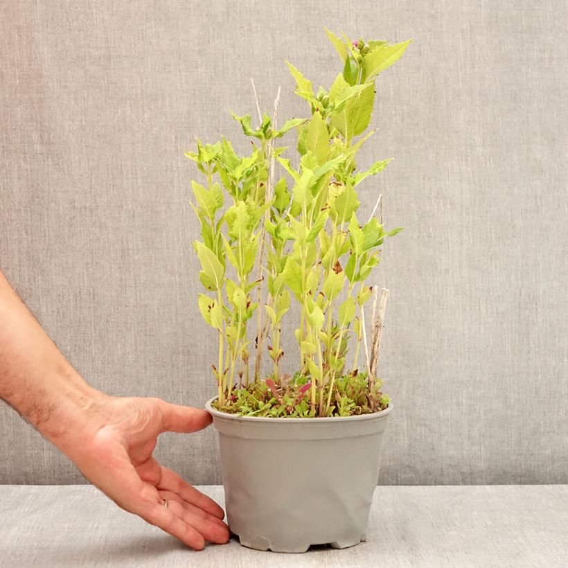 Spécimen de Chelone obliqua - Galane oblique Pot de 2L/3L tel que livré en été