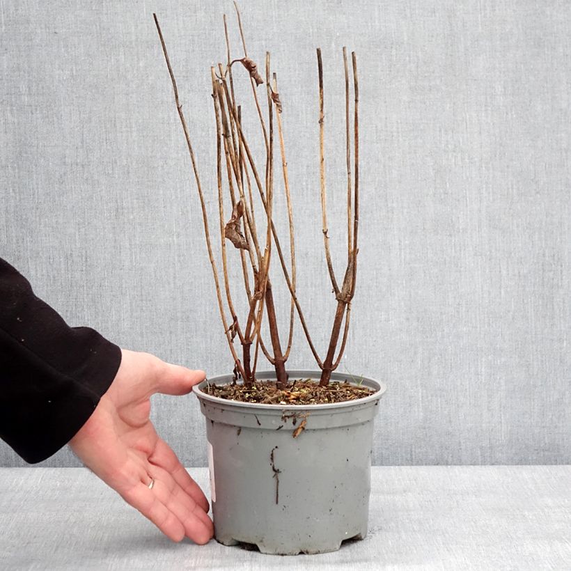 Example of Chelone obliqua - Galane oblique Pot de 2L/3L as you get in hiver