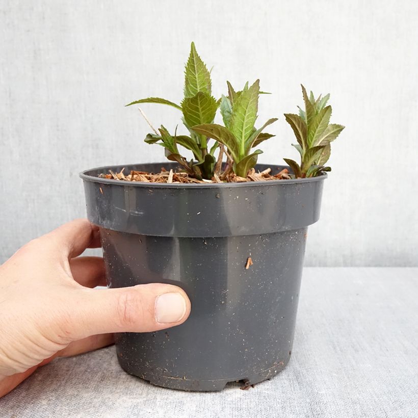 Spécimen de Chelone obliqua - Galane oblique Pot de 2L/3L tel que livré au printemps