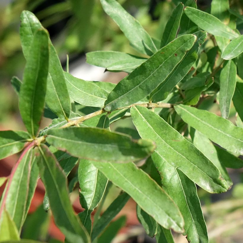 Chêne à feuilles de saule - Quercus phellos (Foliage)