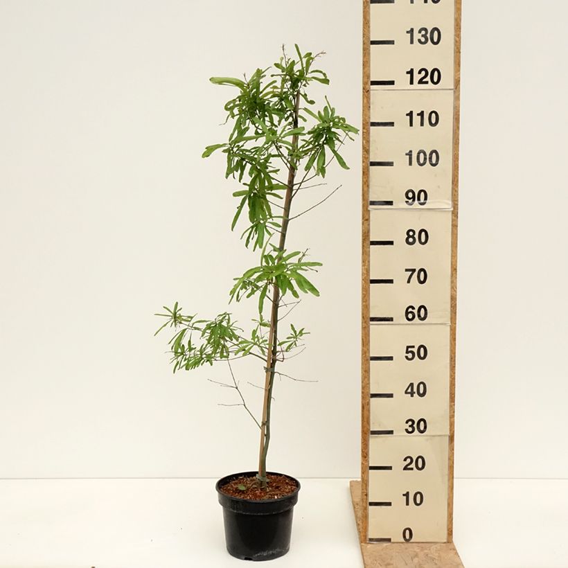 Example of Chêne à feuilles de saule - Quercus phellos Pot de 4L/5L as you get in printemps