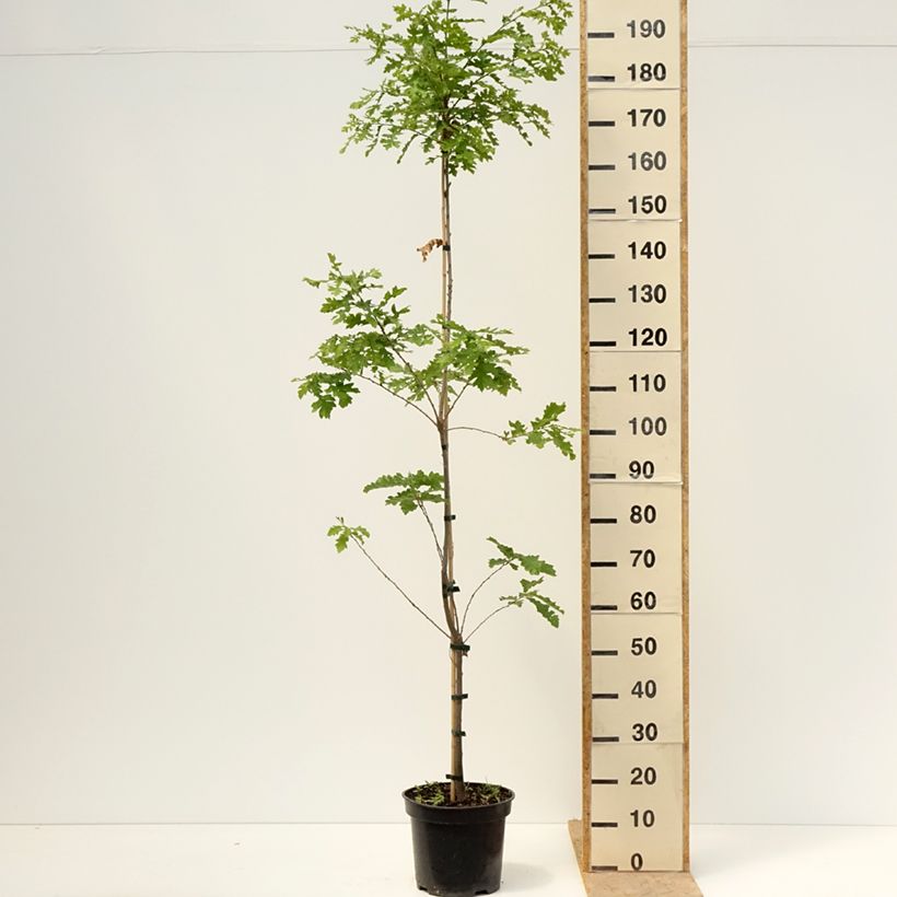 Example of Chêne chevelu ou chêne lombard Curly Head - Quercus cerris  Pot de 7,5L/10L as you get in printemps