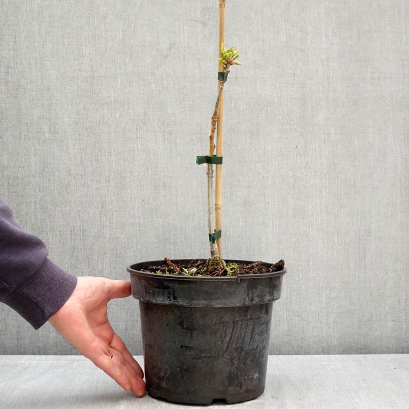 Spécimen de Chêne de Blume - Quercus aliena Pot de 4L/5L tel que livré au printemps