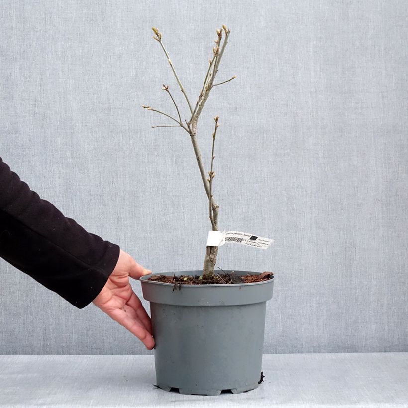 Example of Chêne des marais nain - Quercus palustris Isabel Pot de 4L/5L as you get in printemps