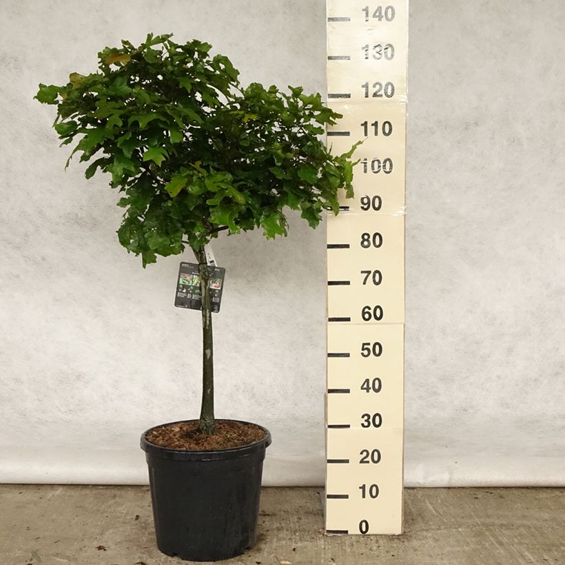 Spécimen de Chêne des marais - Quercus palustris Green Dwarf Pot de 18L/20L, Tige, Tige de 40 cm tel que livré au printemps