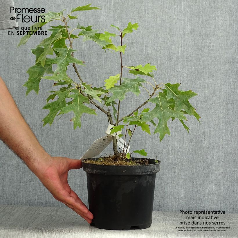 Spécimen de Chêne écarlate - Quercus coccinea Splendens Pot de 4L/5L tel que livré en été