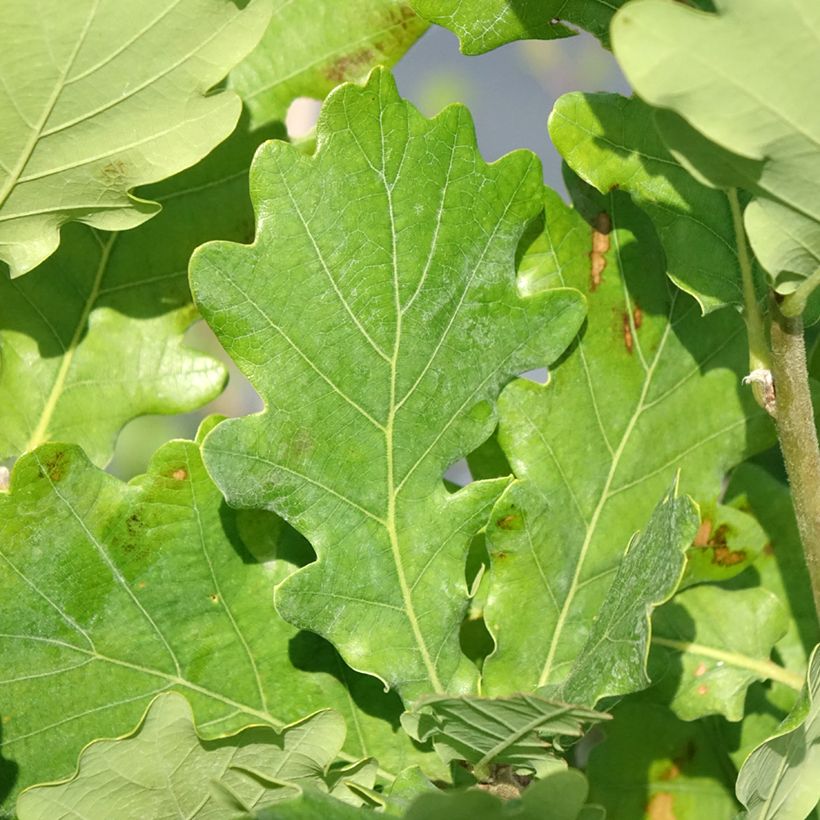 Chêne Monument - Quercus (Foliage)