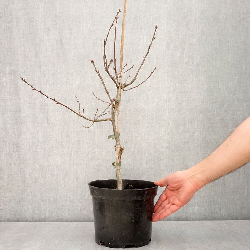 Example of Chêne pédonculé pourpre - Quercus robur Atropurpurea Pot de 4L/5L as you get in printemps