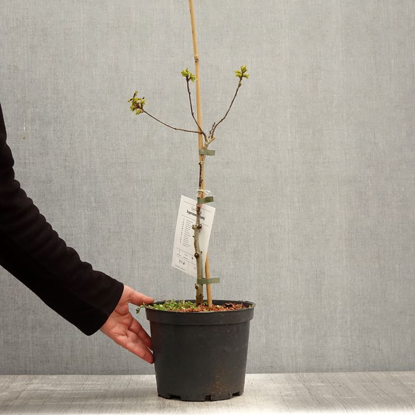 Example of Chêne pédonculé - Quercus robur Argenteomarginata Pot de 4L/5L as you get in printemps