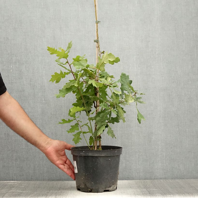 Example of Chêne pédonculé - Quercus robur Jan Zamoyski  Pot de 4L/5L as you get in ete