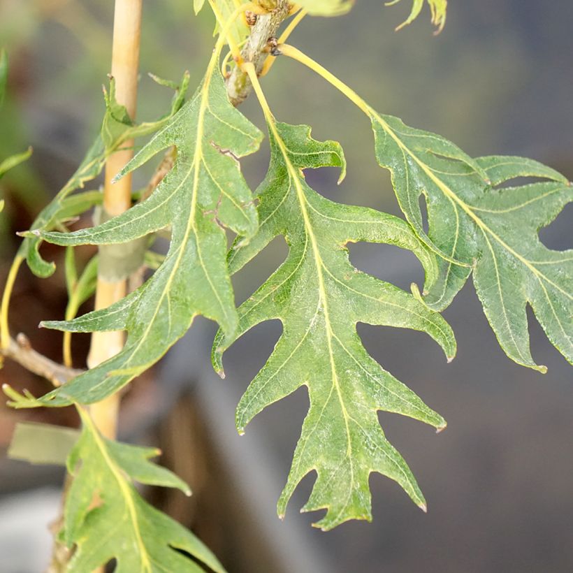 Chêne pédonculé - Quercus robur Miky (Feuillage)
