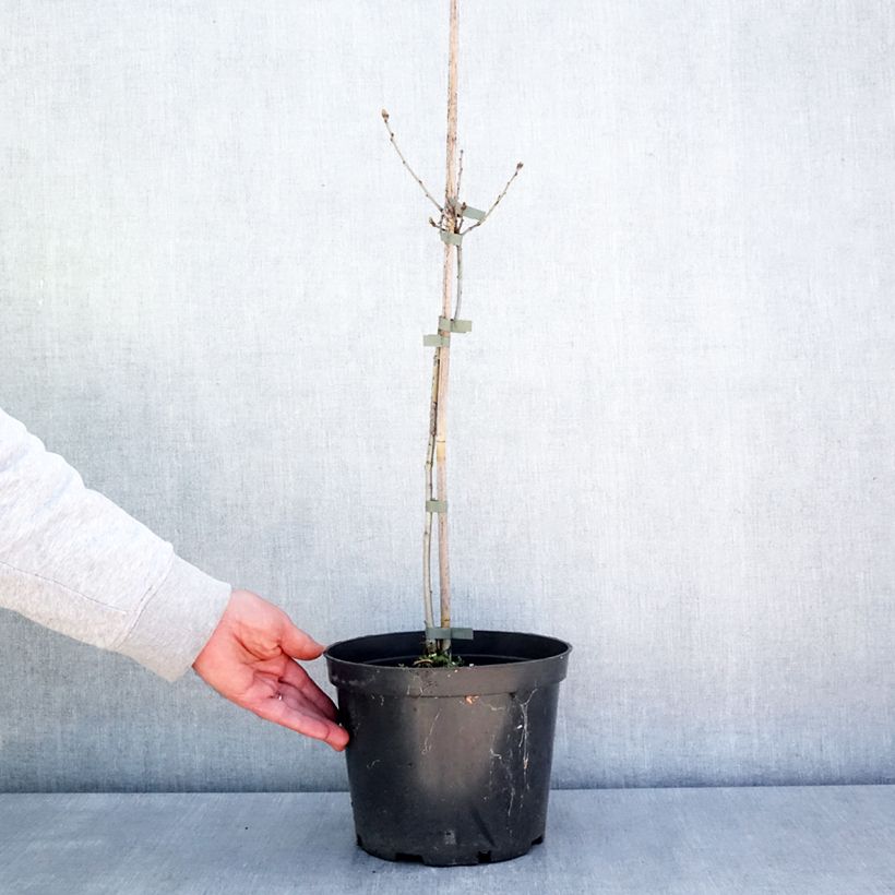 Spécimen de Chêne pédonculé - Quercus robur Miky Pot de 4L/5L tel que livré au printemps