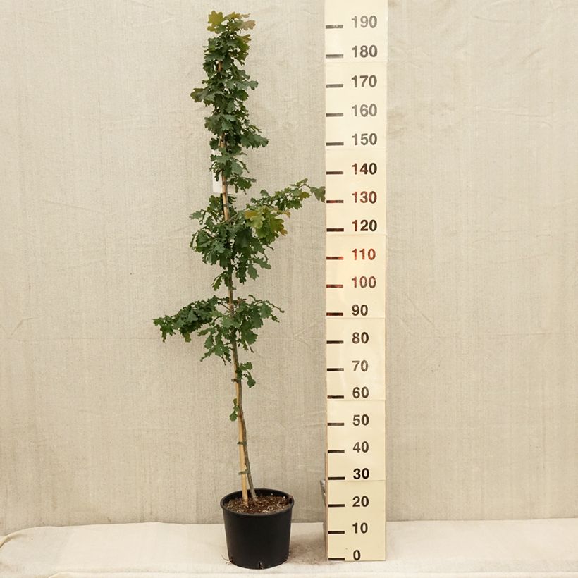 Example of Chêne pédonculé - Quercus robur Pot de 7,5L/10L as you get in printemps