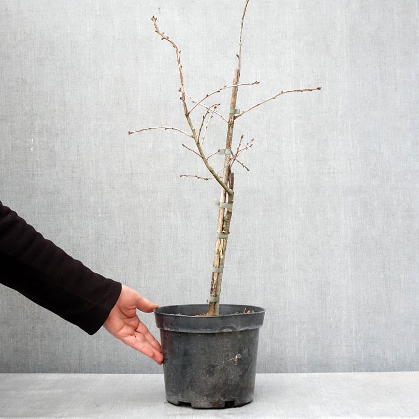 Example of Chêne pédonculé - Quercus robur Variegata Pot de 4L/5L as you get in printemps