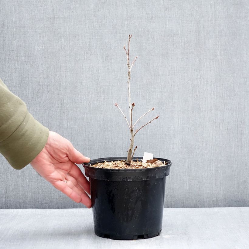 Example of Chêne rouvre - Quercus petraea Pot de 2L/3L as you get in hiver