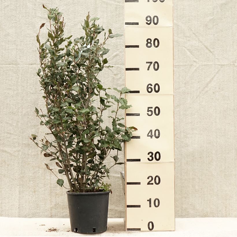 Example of Chêne vert - Quercus ilex  Pot de 3L/4L, Buisson, Touffe as you get in printemps