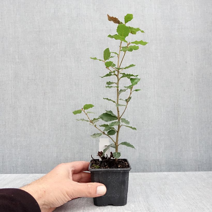 Example of Chêne vert - Quercus ilex  Godet de 8/9 cm as you get in automne