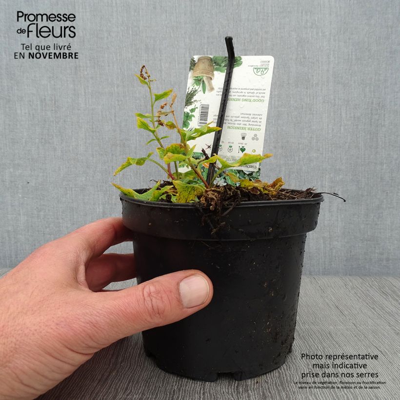Spécimen de Chénopode Bon Henri en plant - Chenopodium bonus-henricus Godet de 8/9 cm tel que livré en automne