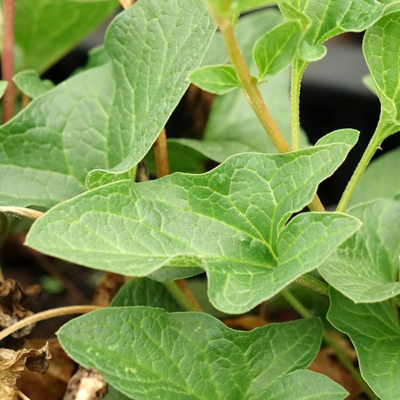 Chénopode Bon Henri en plant - Chenopodium bonus-henricus (Foliage)