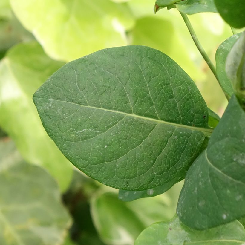 Chèvrefeuille Belgica Select - Lonicera periclymenum (Foliage)