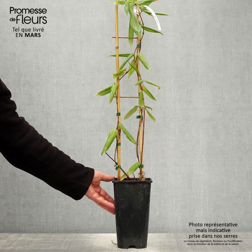 Spécimen de Chèvrefeuille de Henry - Lonicera henryi Pot de 2L/3L tel que livré au printemps