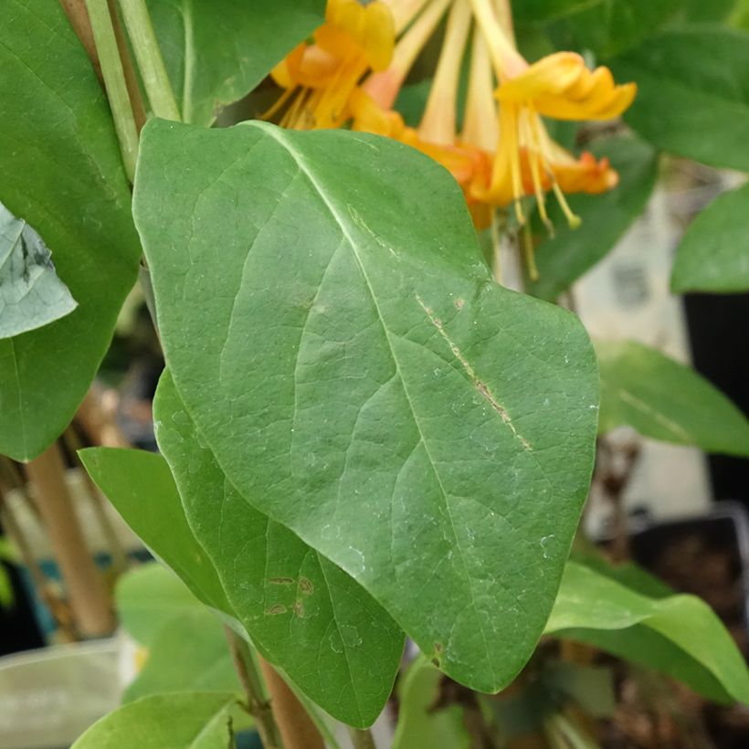 Chèvrefeuille de Tellman - Lonicera tellmaniana (Feuillage)