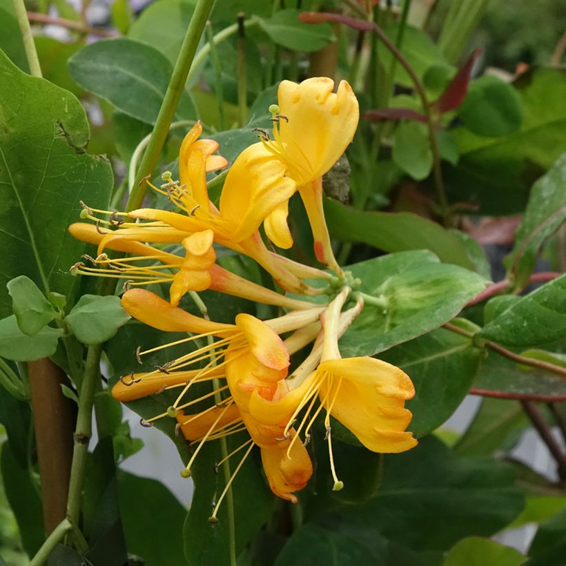 Chèvrefeuille de Tellman - Lonicera tellmaniana (Floraison)