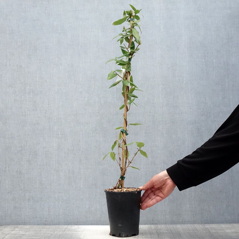 Example of Chèvrefeuille des bois Caprilia Ever Pot de 2L/3L as you get in printemps