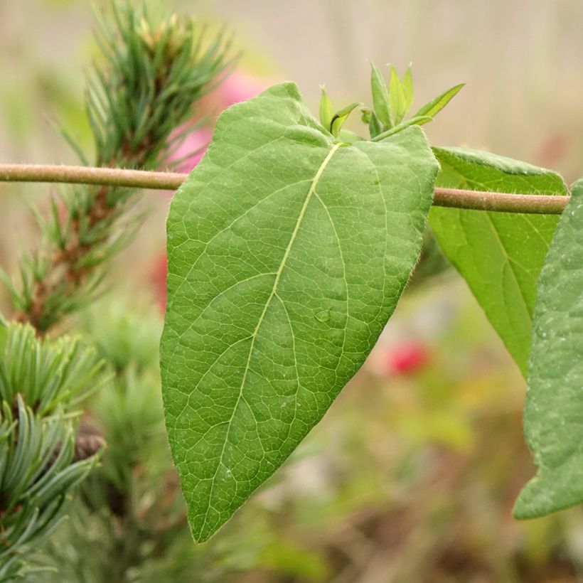 Chèvrefeuille des bois Caprilia Ever (Foliage)
