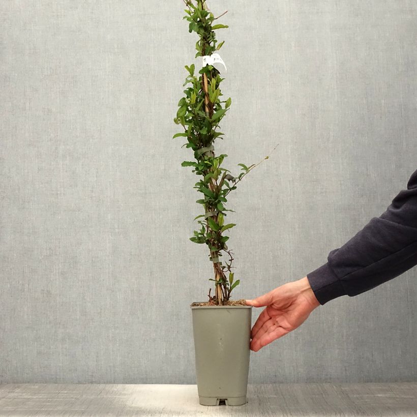 Example of Chèvrefeuille du Japon - Lonicera japonica Dart's World Pot de 3L/4L as you get in printemps