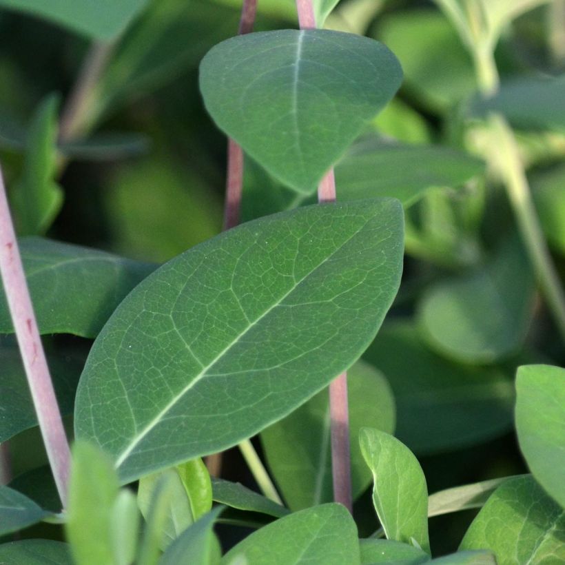 Chèvrefeuille heckrotii Gold Flame - Lonicera (Foliage)