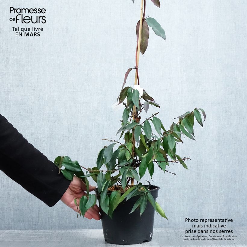 Example of Chèvrefeuille hybride - Lonicera Marinella Pot de 4L/5L as you get in printemps