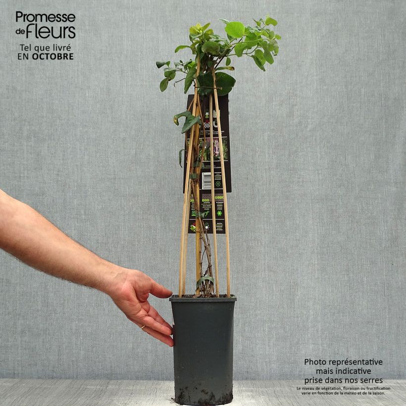 Spécimen de Chèvrefeuille, Lonicera caprifolium Pot de 1,5L/2L tel que livré en automne