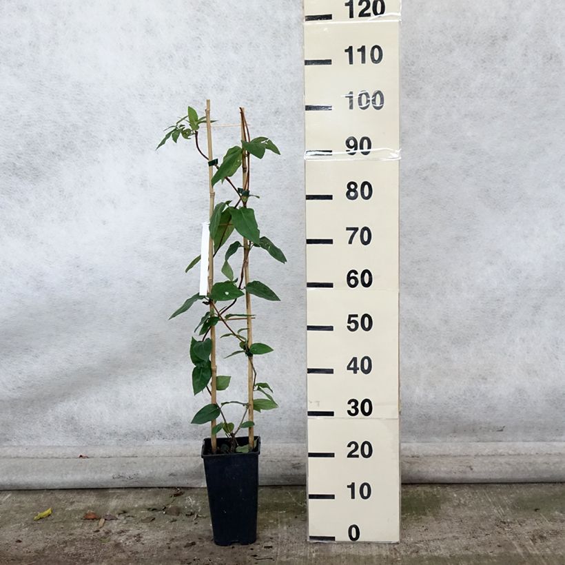 Spécimen de Chèvrefeuille - Lonicera similis var. delavayi Pot de 2L/3L tel que livré en automne