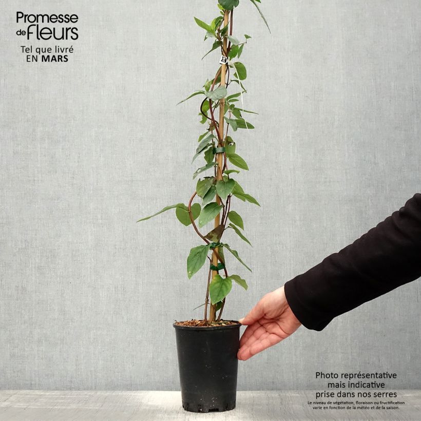 Example of Chèvrefeuille - Lonicera similis var. delavayi Pot de 2L/3L as you get in printemps