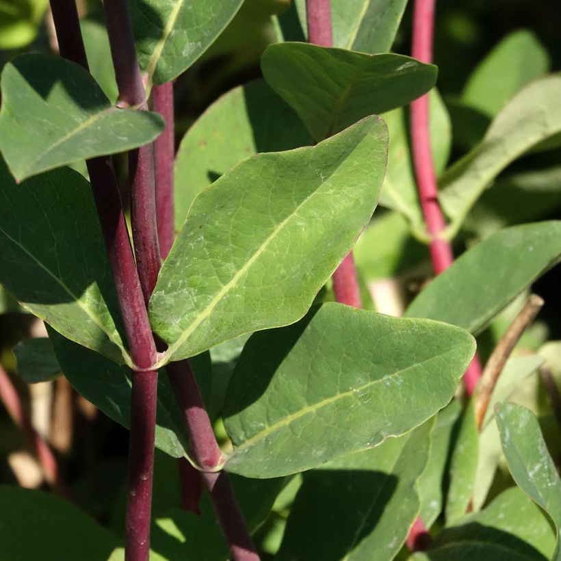 Chèvrefeuille - Lonicera periclymenum Belgica (Feuillage)