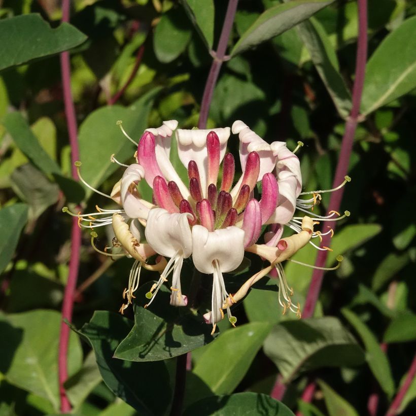 Chèvrefeuille - Lonicera periclymenum Belgica (Floraison)