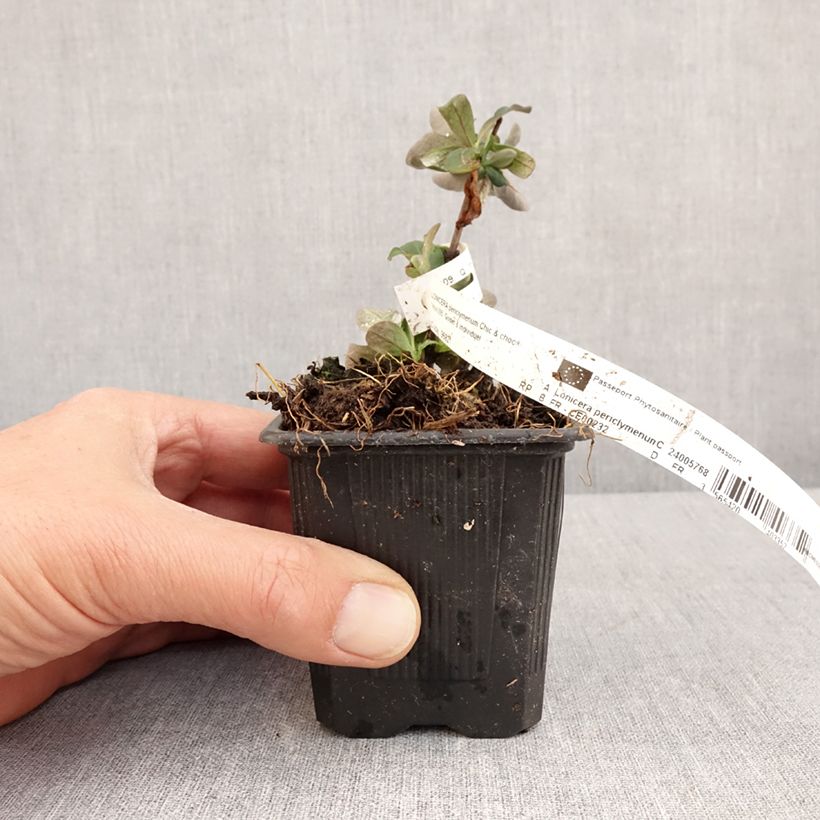 Example of Chèvrefeuille nain - Lonicera periclymenum Chic et Choc Godet de 8/9 cm as you get in printemps