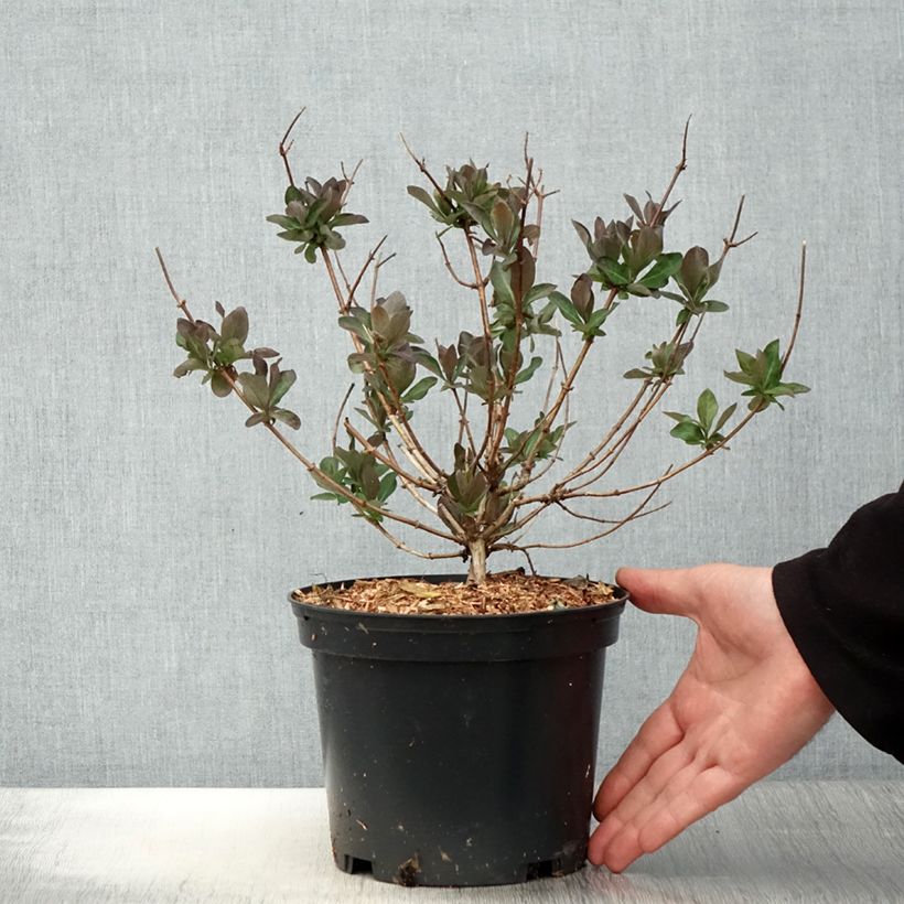 Example of Chèvrefeuille nain - Lonicera periclymenum Chic et Choc Pot de 2L/3L as you get in printemps