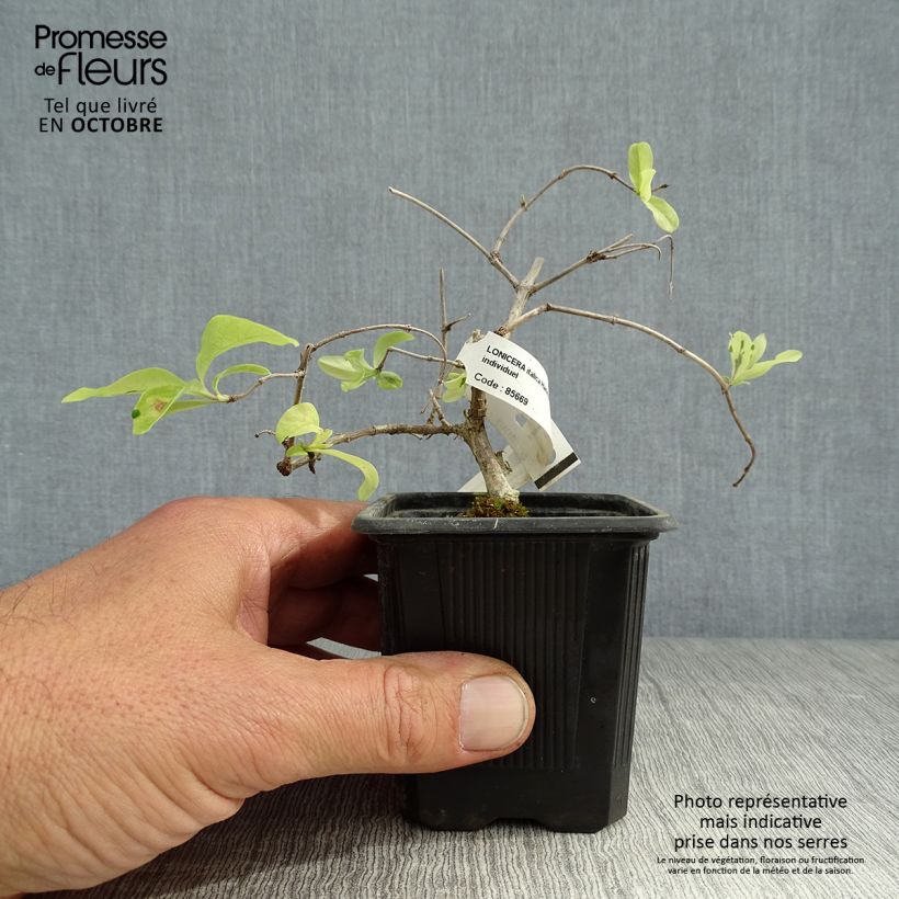 Spécimen de Chèvrefeuille panaché - Lonicera x italica Harlequin Godet de 8/9 cm tel que livré en automne