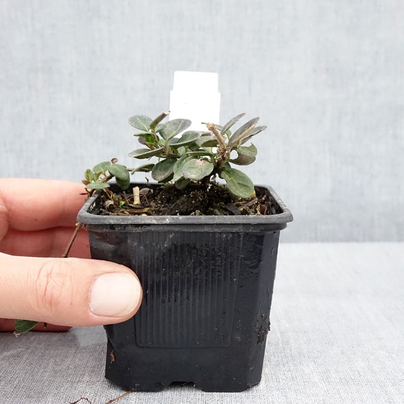 Spécimen de Chèvrefeuille rampant - Lonicera crassifolia Godet de 8/9 cm tel que livré au printemps