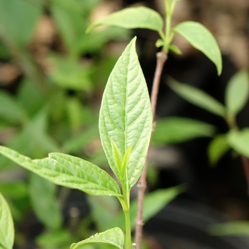 Chimonanthus praecox - Chimonanthe précoce (Foliage)