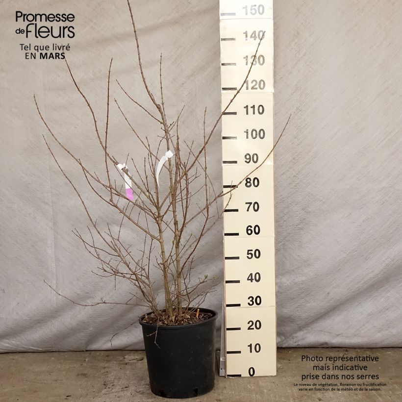 Example of Chimonanthus praecox - Chimonanthe précoce Pot de 7,5L/10L as you get in printemps