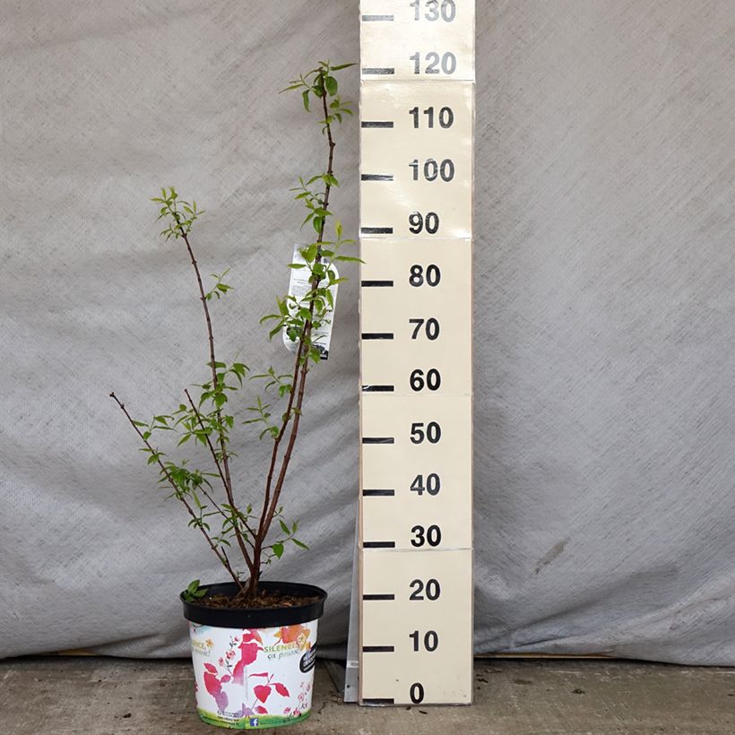 Example of Chimonanthus praecox Grandiflorus Pot de 7,5L/10L as you get in printemps