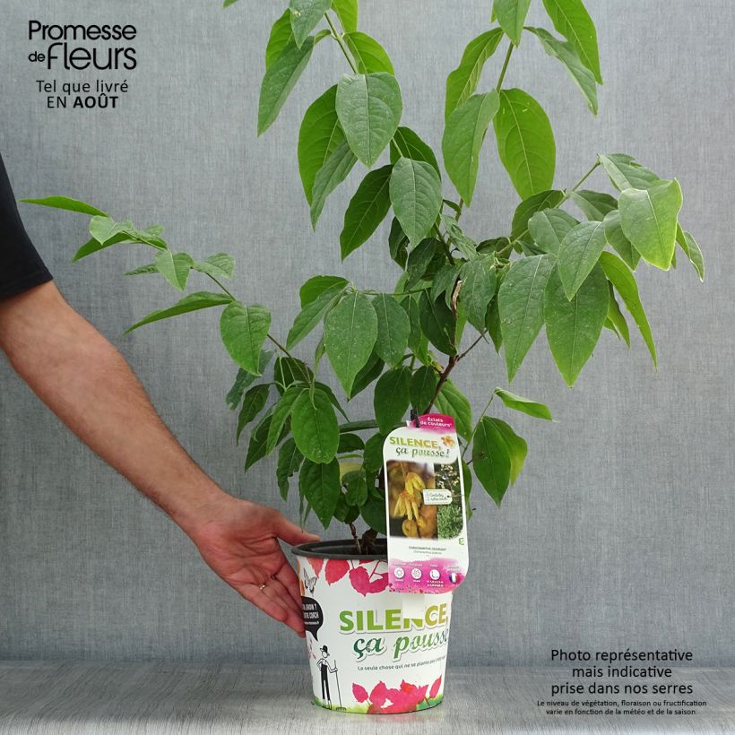 Spécimen de Chimonanthus praecox Grandiflorus Pot de 4L/5L, Buisson, Touffe tel que livré en été